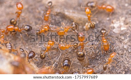 macro close up a lot of fire ant or red ant on floor