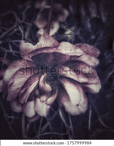 Beautiful blooming violet flower. Artistic effects and filters used.