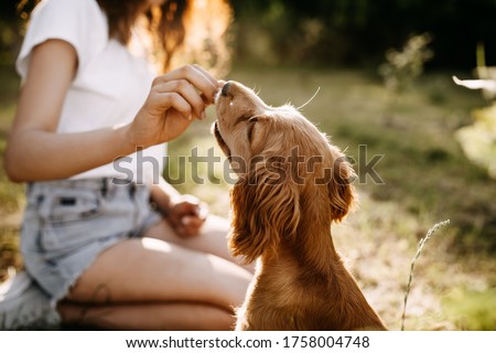 Young woman training her little dog, cocker spaniel breed puppy, outdoors, in a park. Royalty-Free Stock Photo #1758004748