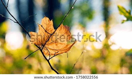 Yellow maple leaf on a dry branch in the woods on a blurred background