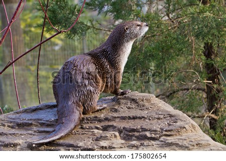 River Otter,  Lontra canadensis,captive