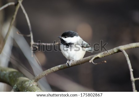 The Black capped Chickadee is a small, North American songbird. It is the state bird of both Maine and Massachusetts in the United States, and the provincial bird of New Brunswick in Canada.