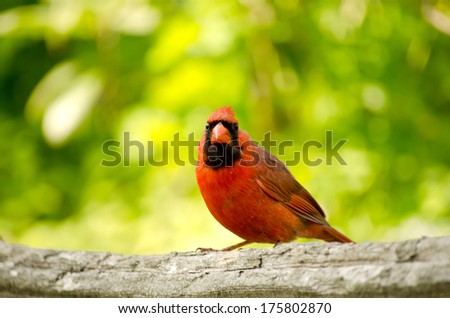 Northern Cardinal male
The bright red male northern cardinal, with its conspicuous crest, is one of the most recognizable birds in North America.