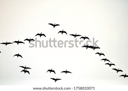 formation of birds in migration