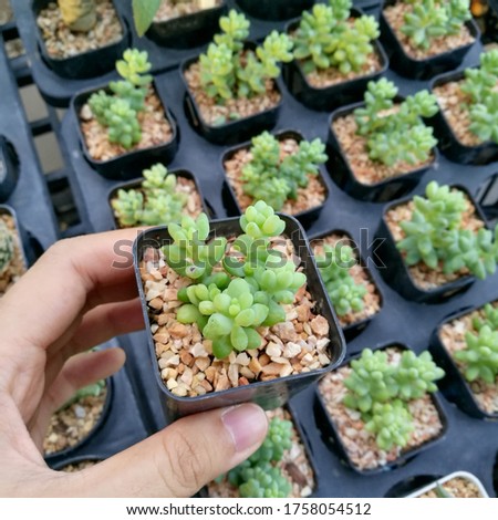 This picture is focusing on Harworthia plant.Haworthia is a large genus of small succulent plants endemic to Southern Africa (Mozambique, Namibia, Lesotho, Swaziland and South Africa).
