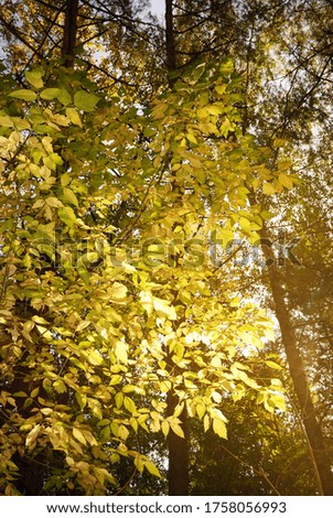 Golden deciduous tree close-up. Autumn forest. Natural pattern. Environmental conservation, seasons, graphic resources, macro photography theme
