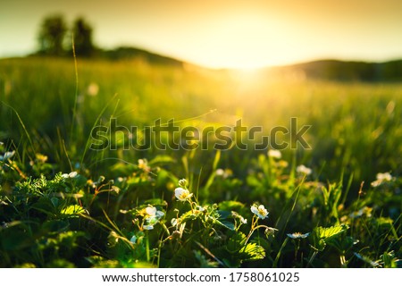 Blooming wild strawberry on the forest meadow at sunset. Macro image, shallow depth of field. Beautiful summer landscape