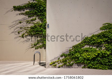 Minimal Architectural Wall With Green Vines