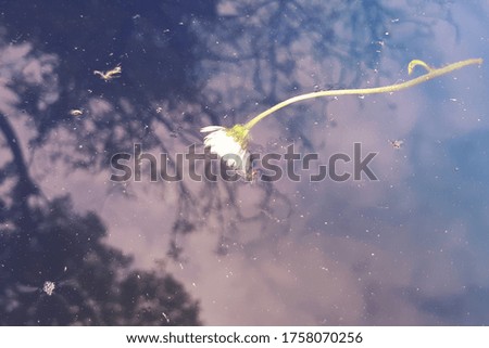 Daisy flower floats on blue water. Abstract background.