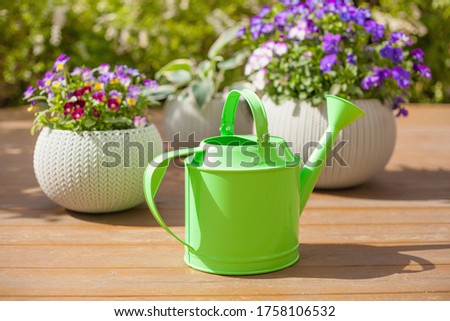 watering can and beautiful pansy summer flowers in flowerpots in garden