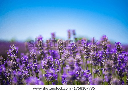 picture of lavender farm land