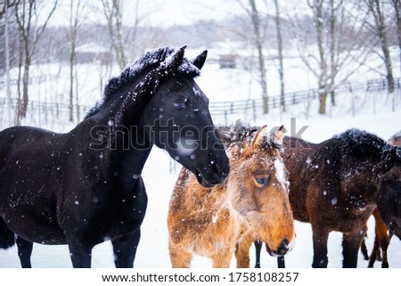 picture of horse in snow winter