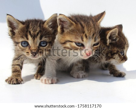 Three cats on a white background.