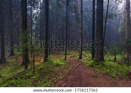 Early morning in a old spruce misty forest. The path goes into the fog between tall trees.