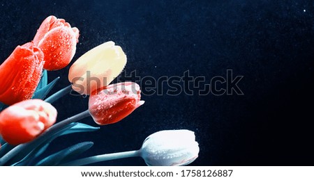 Bouquet of fresh flowers. Holiday gift to loved one. Background St. Valentine's Day. Rose, tulip, iris flower arrangement.