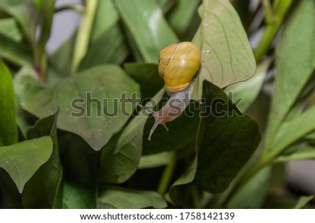 Little snail creeps on a leaf	