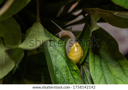 Little snail creeps on a leaf	