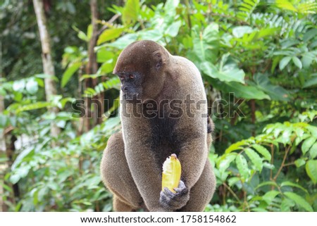 Amazon Rainforest Monkey inside the biggest tropical forest of the world.
