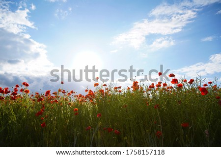 Beautiful red poppy field, blue sky, white clouds in sunny weather. Photographed from below. Soft focus blurred background. Europe Hungary