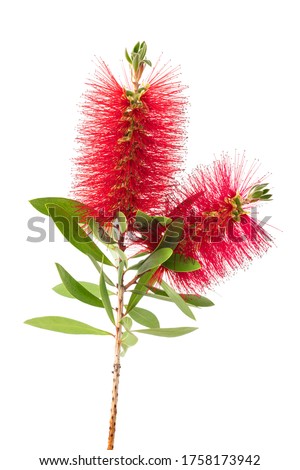 Crimson bottlebrush flowers isolated on white background Royalty-Free Stock Photo #1758173942