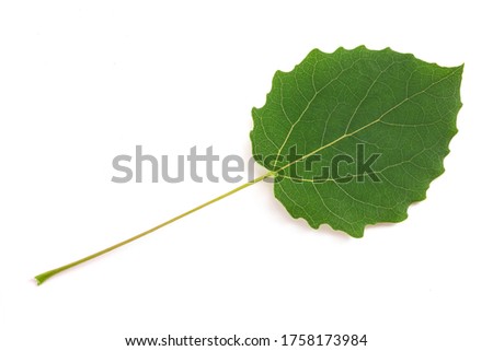 Quaking aspen leaf  isolated on white background Royalty-Free Stock Photo #1758173984