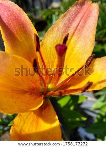 Tiger lily orange lily red lily