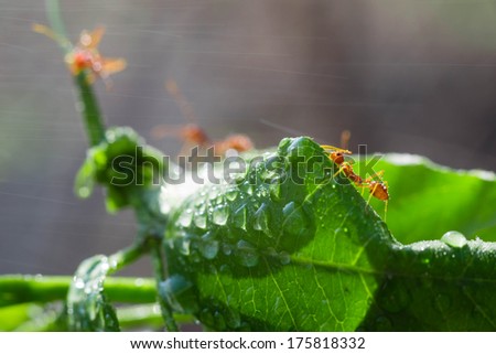 Macro Ant after rain