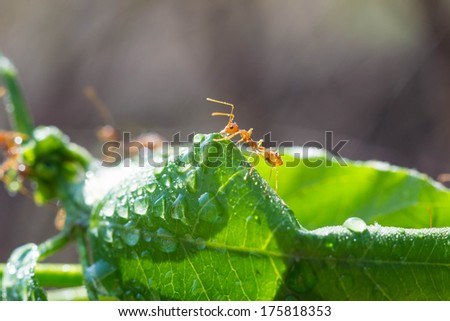 Macro Ant after rain