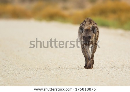 Spotted hyena walking down the road, Kalahari, South Africa