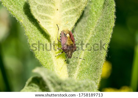 Bedbug (Dolycoris baccarum) on a green leaf. Natural background. Close-up.