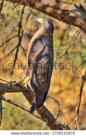 Crested Serpent Eagle on a tree branch.