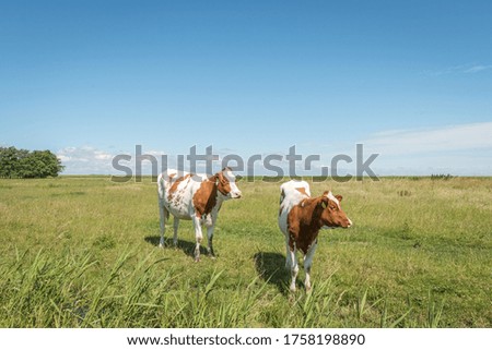 two white and brown cows on green farmland, with a blue sky and white clouds