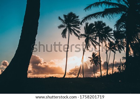sunrise palms and clouds with a sunset