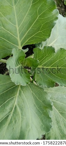 Cabbage with natural background at rice fields