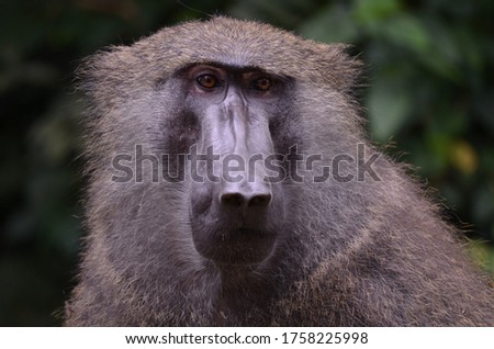 A portrait of a great baboon in Uganda