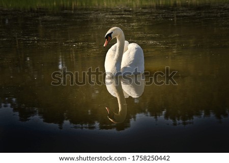 A white swan poses in the lake and is reflected on the water surface