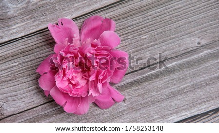 Head bouquet of pink peony - one lies on a dark background with a place for text