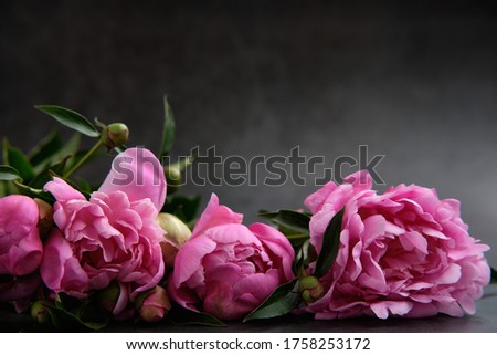 Bouquets of pink peonies illuminated by light on a dark gray background flower