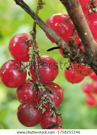 Aphids on red currant berries 