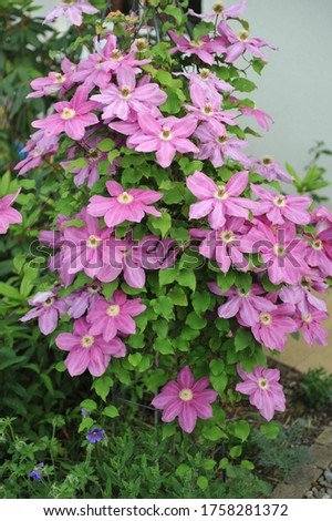 Pink large-flowered Clematis Vino floweres in a garden in May 2018