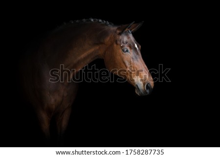 Elegant horse portrait on black backround. Horse on dark backround.