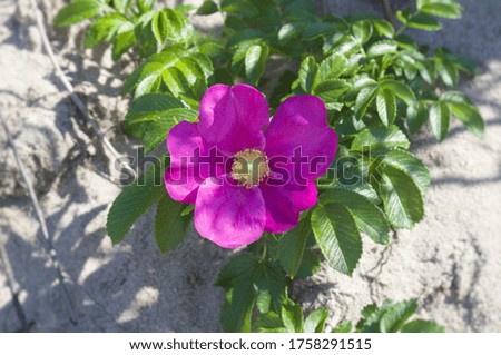 Core of Pink wild rose close up Baltic Beach