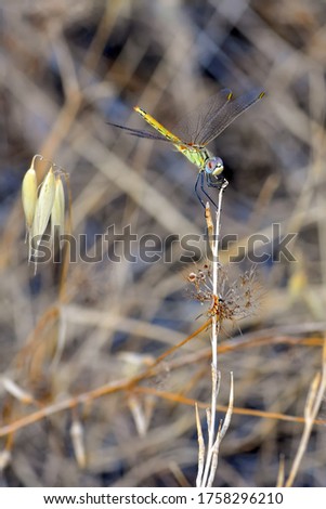 Macro shots, Beautiful nature scene dragonfly.   
