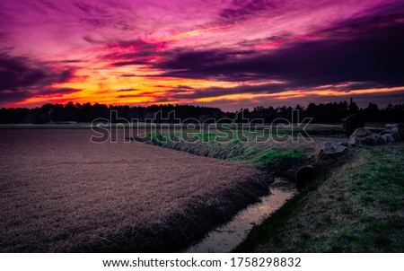 Dramatic pink and orange cloudscape at sunset over the cranberry field with irrigation canal