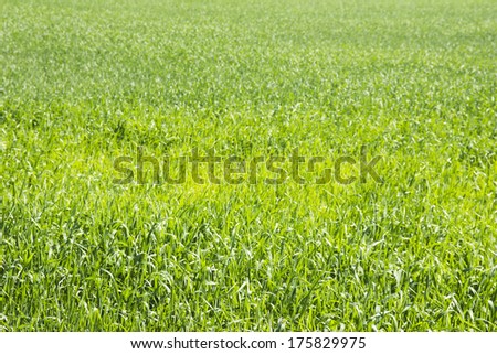 Bright green grass illuminated by the sun. Beautiful background for graphic design.