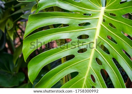 beautiful leaf of monstera with holes, fresh green background, close-up                               