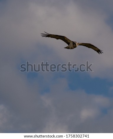 A Osprey flying with a blue and white background.