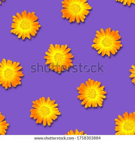 Seamless pattern of calendula flowers on a bright purple background. Natural floral background. Flowers are randomly arranged.