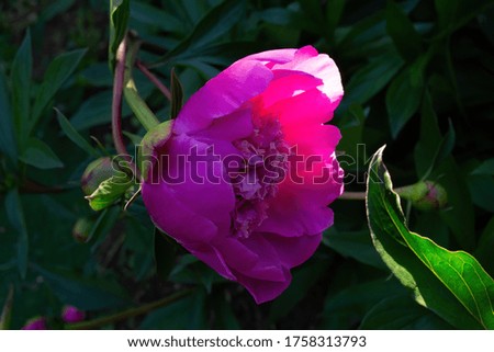 Red peony flower on a green background