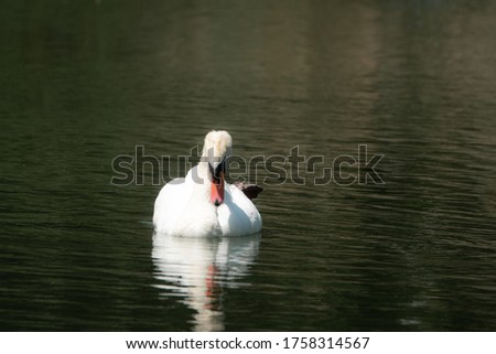 Picture of a Swan swim on a Lake in the  national park Turkey.